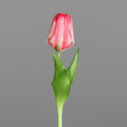 Kunstblume Tulpe in rosee