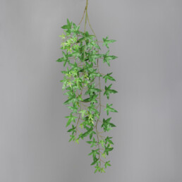 Efeuhänger, ca. 112 cm, hellgrün
