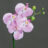 Kunstblume Phalaenopsis Orchidee in lavendel-creme