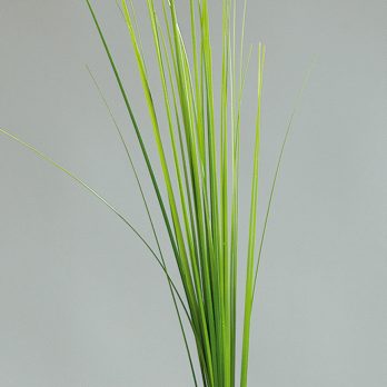 52249_V.jpg