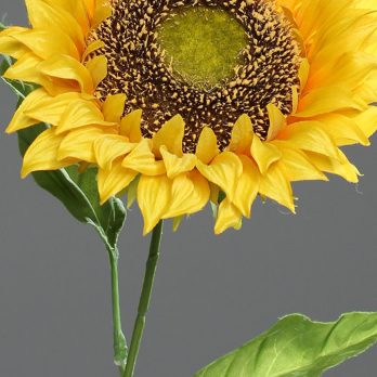 45037_V.jpg
