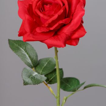 43386-02_V.jpg