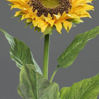 45038_V.jpg