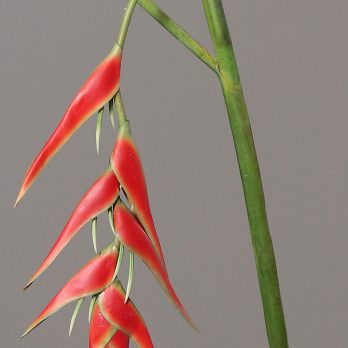 92051_V.jpg
