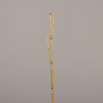 52757-11.jpg