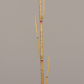 52757-11_V.jpg
