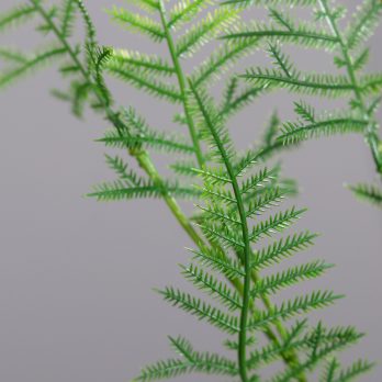 55250_A.jpg