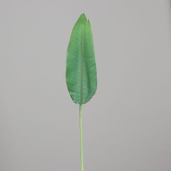 55593