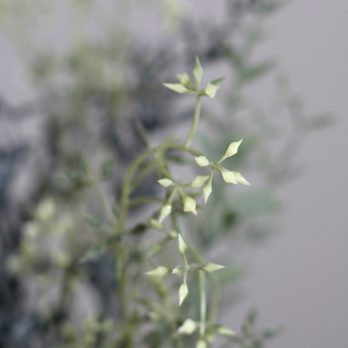 55455_A