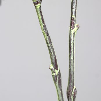 44090-06_C