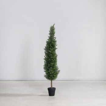55609