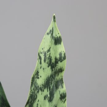 55701_A