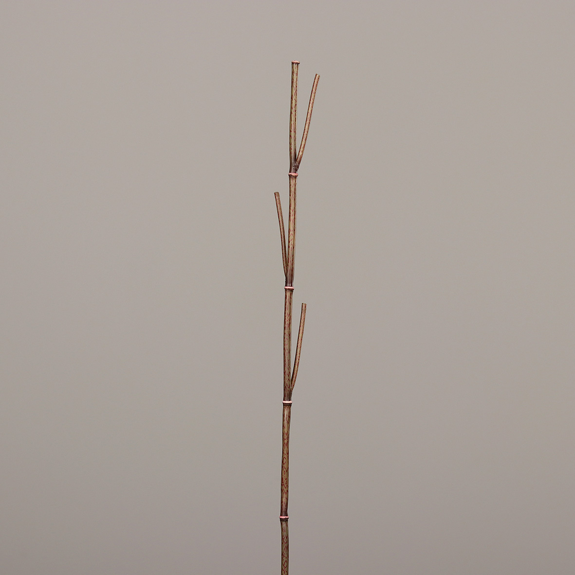 52758-58.JPG