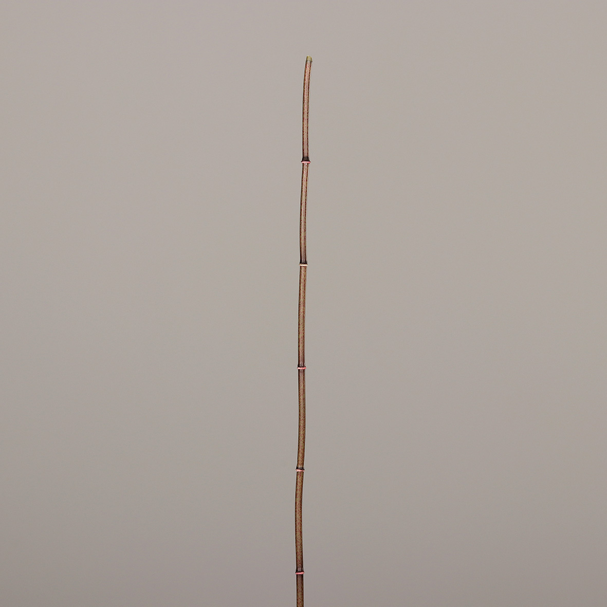 52759-58.JPG