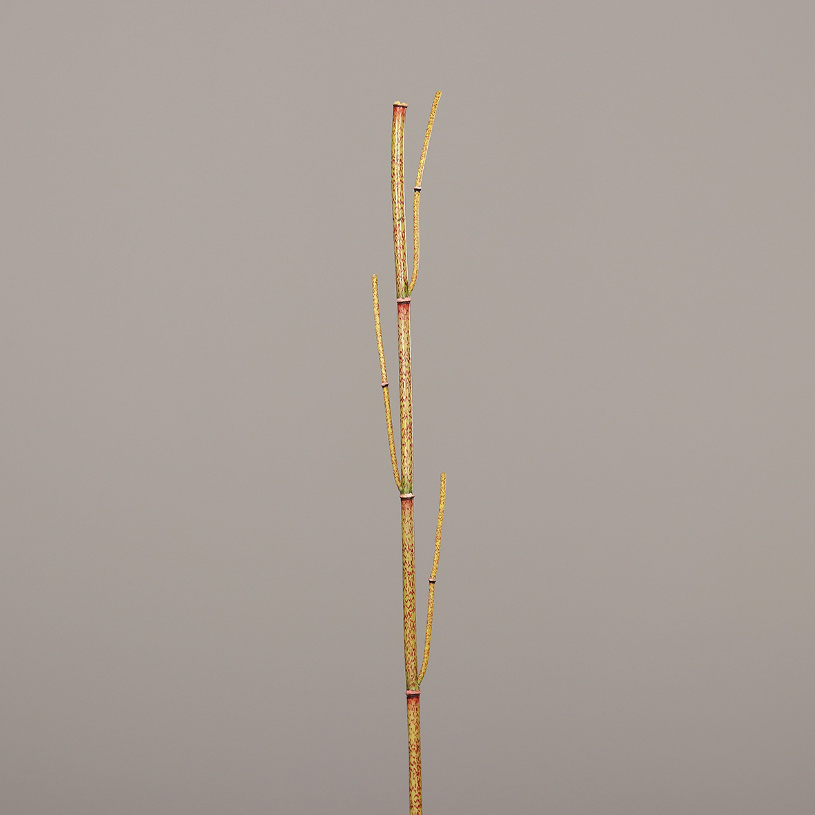 52757-11.jpg