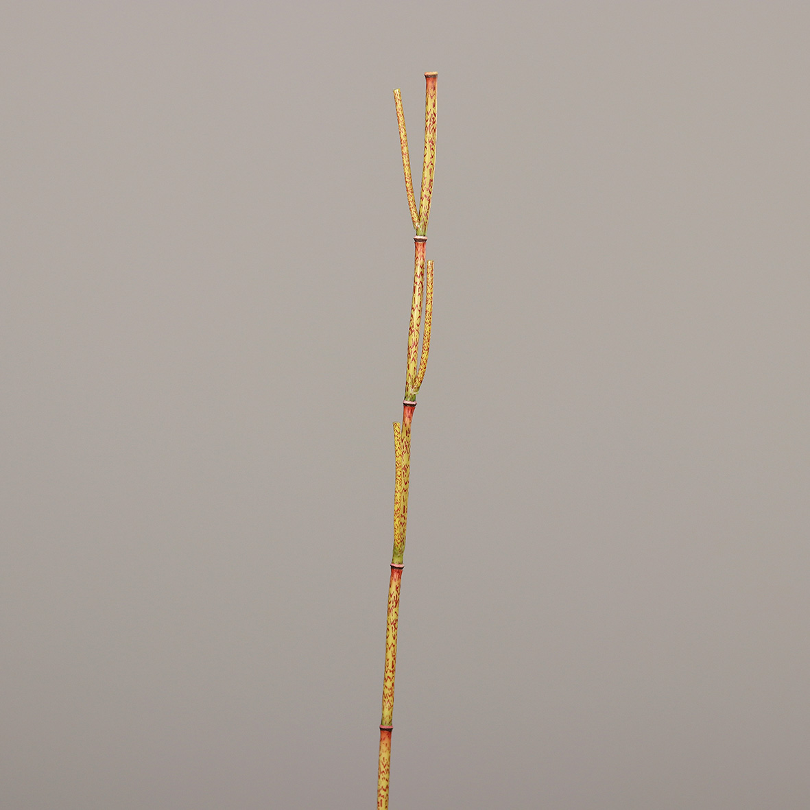 52758-11.JPG