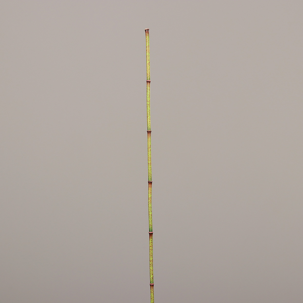 52759-01.JPG