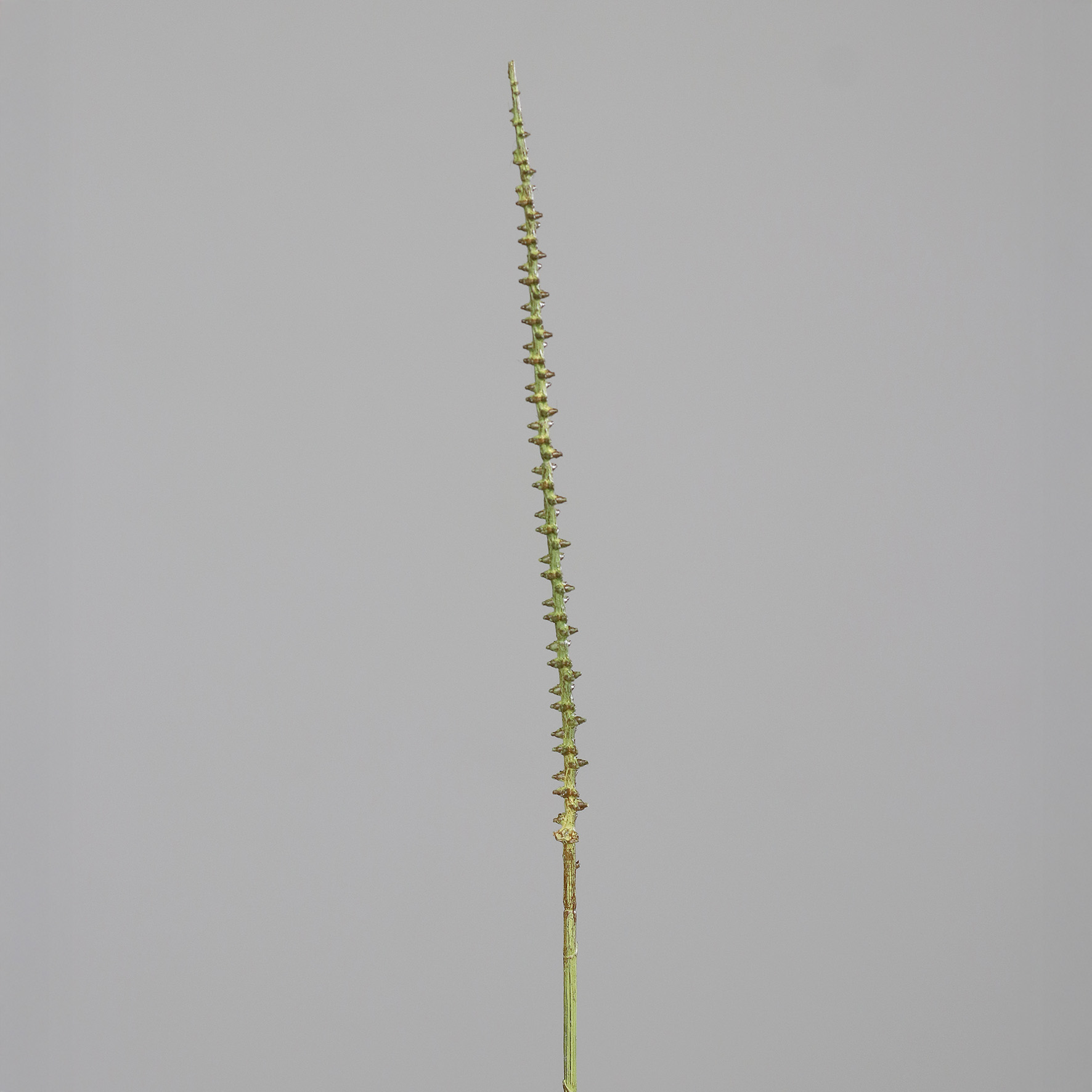 52514