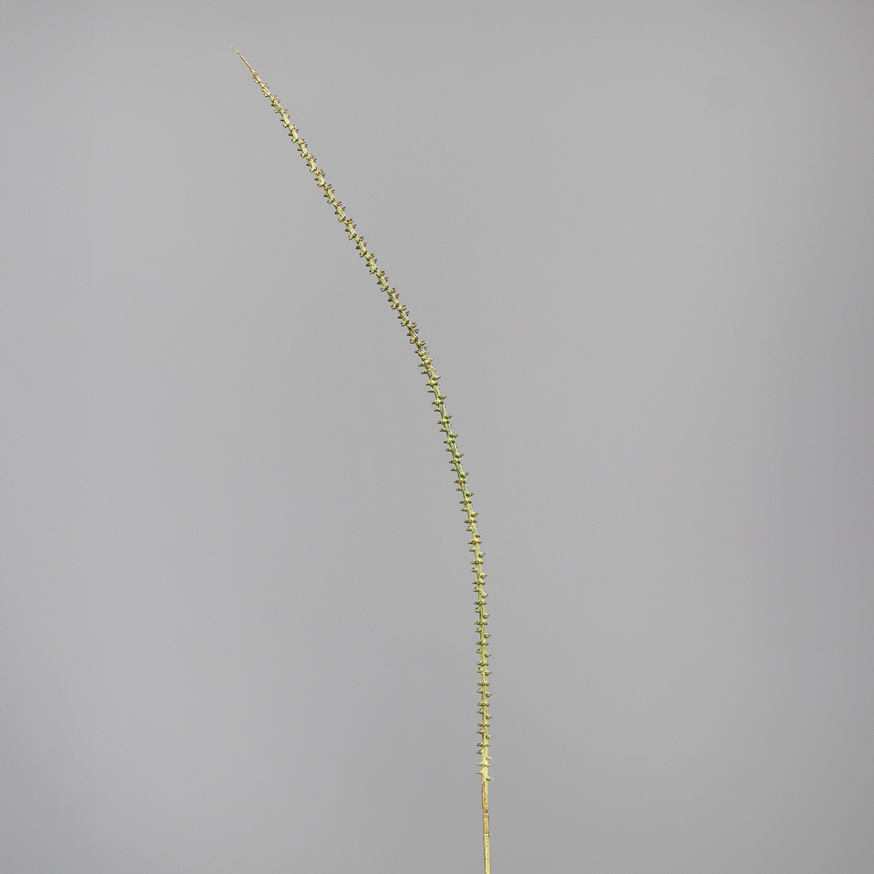 52516