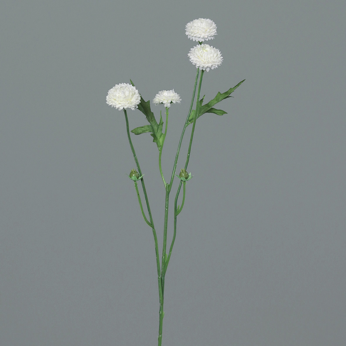 43650-05.JPG