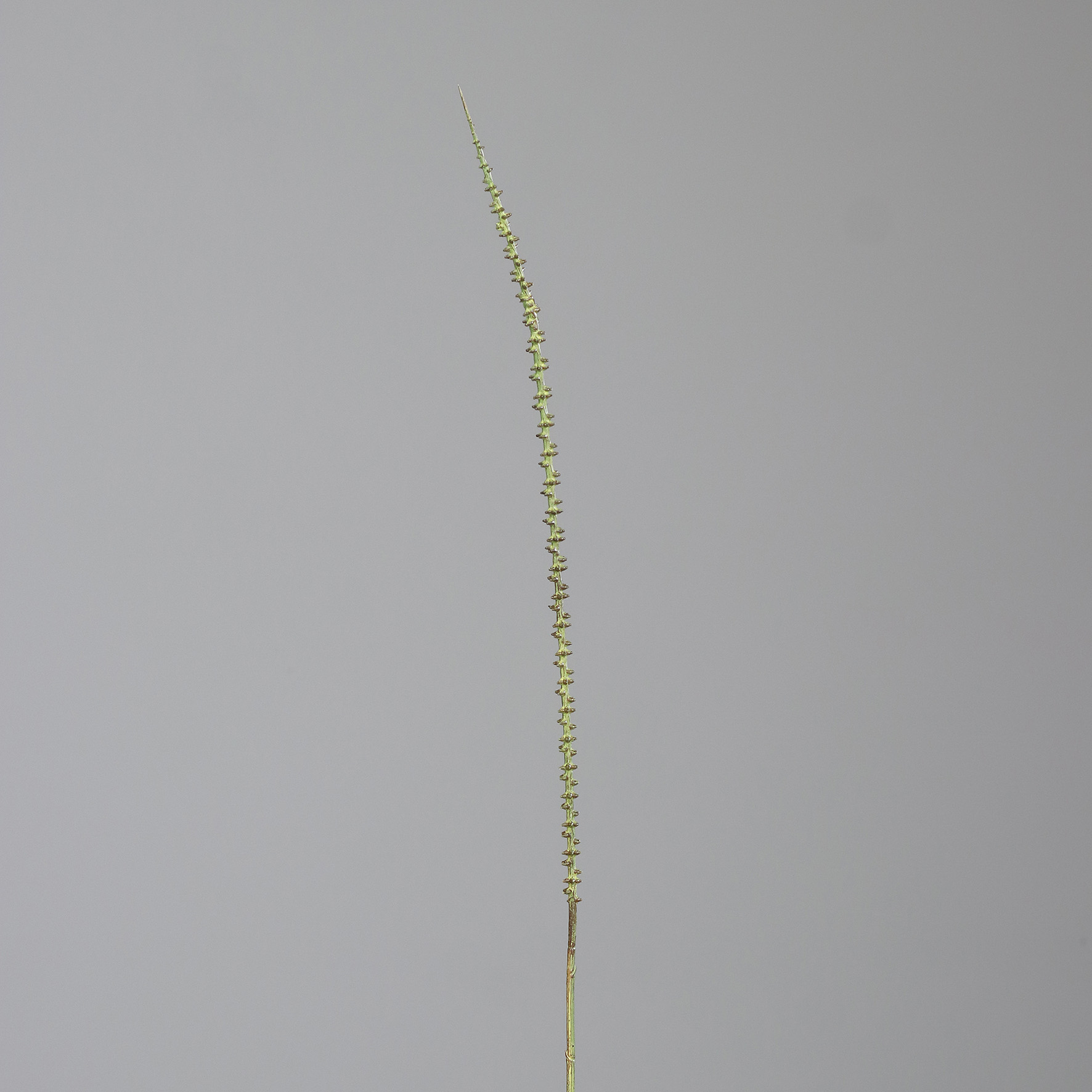 52515